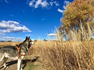 COLORADO DOG