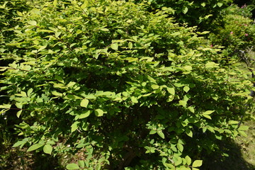 Winged spindle tree flowers (Euonymus alatus)