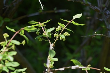 Winged spindle tree flowers (Euonymus alatus)