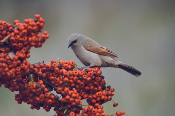 Bird eating red fruits,Patagonia Argentina