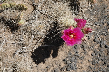 Fuschia Prickly Pear Blossoms