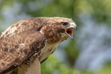 Rotschwanzbussard mit fressen im schnabel