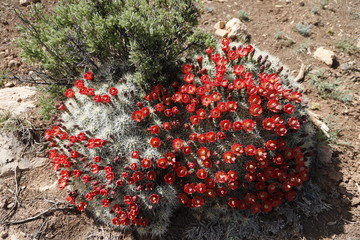 Red Barrel Cactus Blossoms and Buds