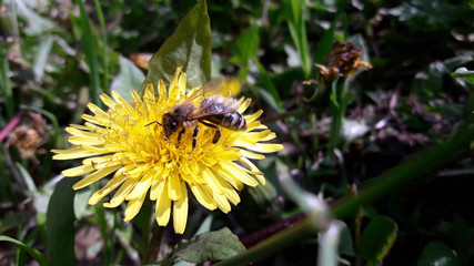 on a yellow dandelion bee collects nectar