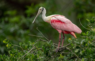 Roseate Spoonbill in Florida 