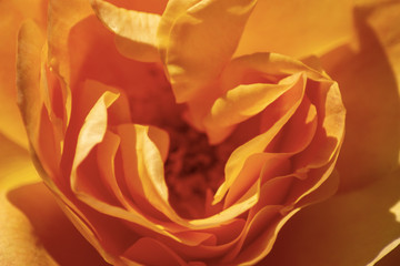 Rose orange
