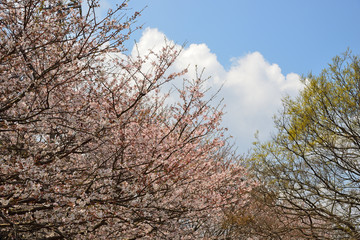 【神奈川】横須賀　走水水源地の桜