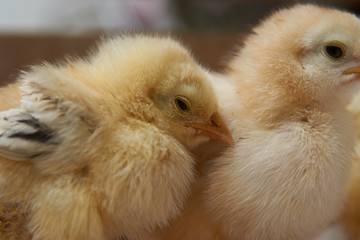 Newborn yellow baby chicks brood in a wooden box