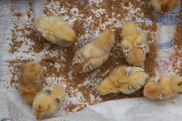 Cute little broiler chickens  eats grain, close-up
