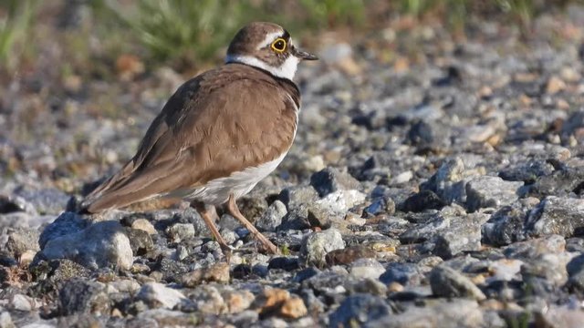 Flussregenpfeifer&nbsp;(Charadrius dubius)
