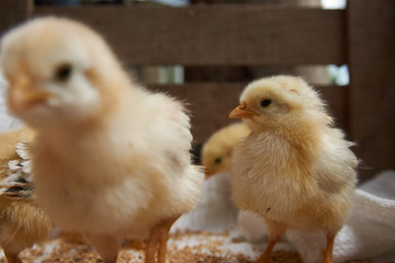 Cute little broiler chickens  eats grain, close-up