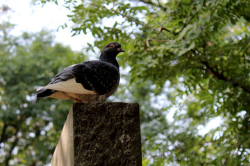 pigeons on the park