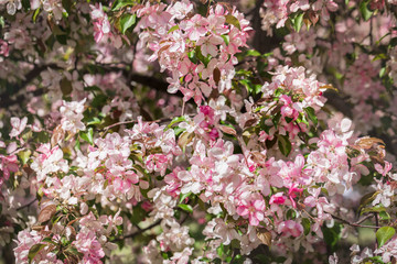 The blossoming apple-tree with pink petals