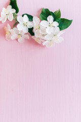 Naklejka na ściany i meble Apple flowers on a pink wooden background