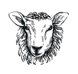 drawing of sheep's head in full face on white background