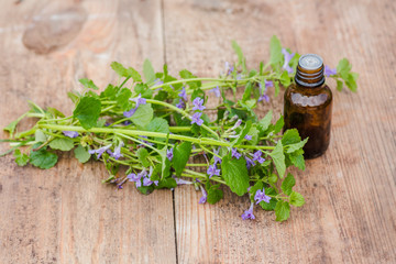 pharmaceutical bottle of medicine from Glechoma hederacea, Nepeta hederacea, ground-ivy, catsfoot,...