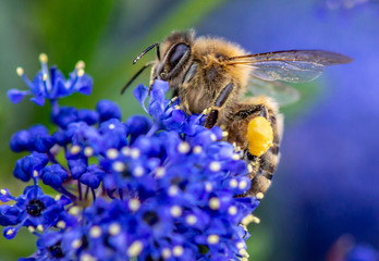 Honey Bee Pollen