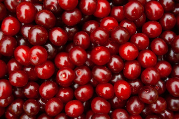 Heap of fresh red cherry with water drops. pile of ripe cherries background close up