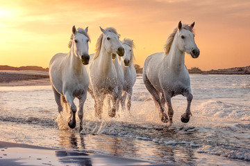 Obrazy  Białe konie w Camargue we Francji.