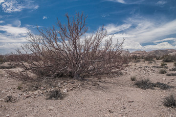 endemic vegetation of baja california, mexico