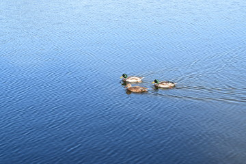 ducks in the lake