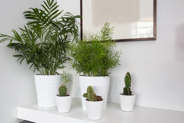 Fototapeta na wymiar Houseplants in white pots and a white background, living room decoration modern design