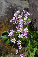 Oxalis corymbosa flowers