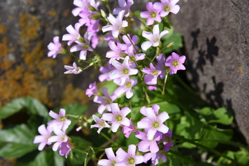 Oxalis corymbosa flowers