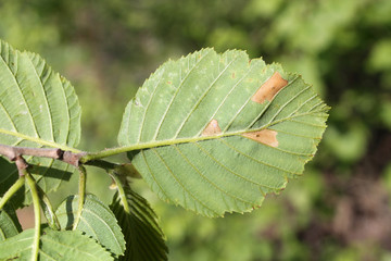Grey alder (Alnus incana) green leaf with mine of Common case-bearer moth (Coleophora serratella), Belarus