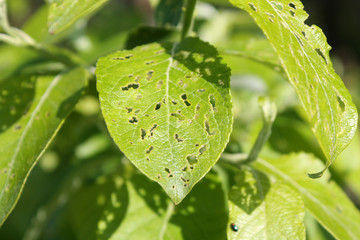 Feeding damage of Goat willow (Salix caprea) leaf by imago of Willow flea beetle or Crepidodera...