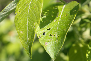 Feeding damage of Goat willow (Salix caprea) leaf by imago of Willow flea beetle or Crepidodera aurata. May, Belarus