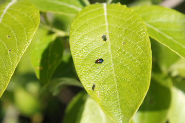 Feeding damage of Goat willow (Salix caprea) leaf by imago of Willow flea beetle or Crepidodera aurata. May, Belarus