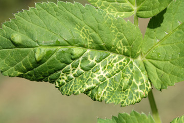 Green leaf of Aegopodium podagraria or Ground elder infected with Arabis Mosaic Virus Nepovirus (ArMV) and showing yellow net symptoms. Galls of Trioza flavipennis on Aegopodium podagraria. May, Belar
