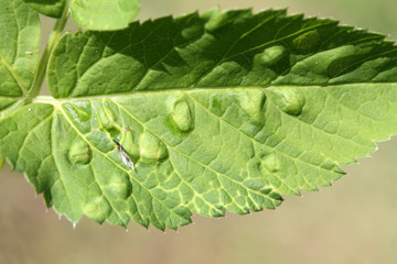 Green leaf of Aegopodium podagraria or Ground elder infected with Arabis Mosaic Virus Nepovirus (ArMV) and showing yellow net symptoms. Galls of Trioza flavipennis on Aegopodium podagraria. May, Belar