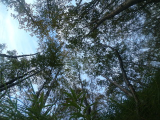  trees
