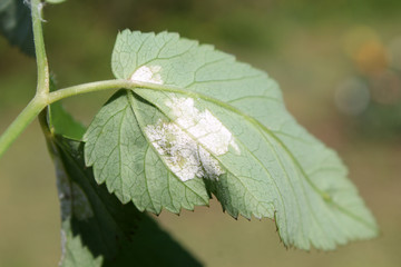 Plasmopara nivea (Downy mildew) on green leaf of Aegopodium podagraria or Ground elder