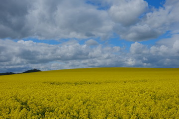 Obraz premium canola field, field of rape, yellow flowers, spring, castle background