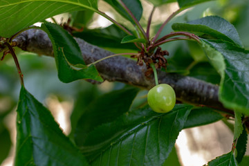 Naples, Italy, 11 May 2019. A splendid cherry tree begins to bear fruit. The first immature green cherries can be seen.