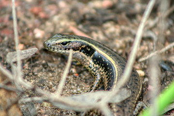 Colourful Eastern water skink lizard in Queensland Australia