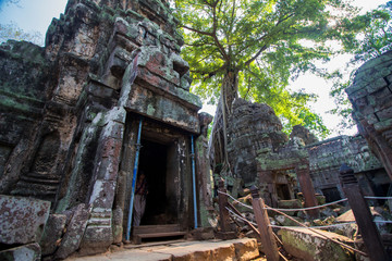 Fototapeta premium cambodja Ta Prohm temple Angkor Wat