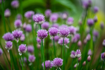 Beautiful purple blossoms of chives blooming - obrazy, fototapety, plakaty