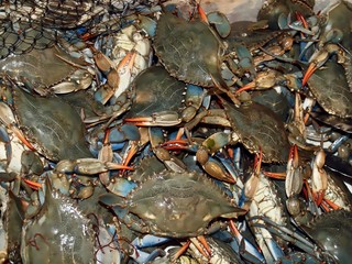 Macro of fresh crustaceans