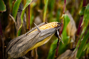 Closeup corn on the dry stalk in the corn field.