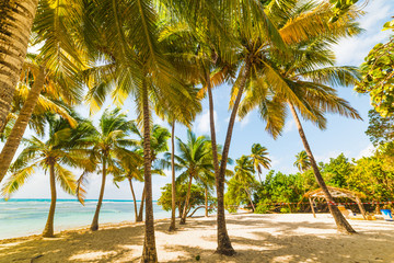 Naklejka na ściany i meble Palm trees on the sand in Bois Jolan beach in Guadeloupe