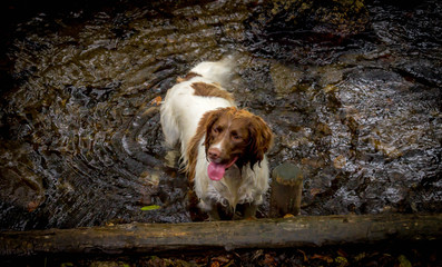 dog in the park