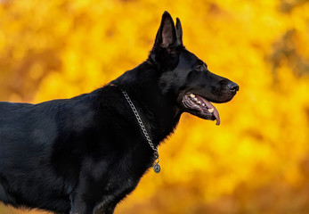 Portrait of a black German shepherd on a background of yellow autumn foliage