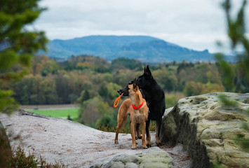 Red Belgian Shepherd and Black German Shepherd in the mountains
