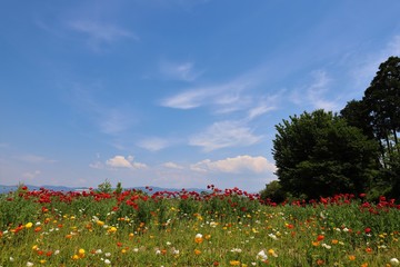 馬見丘陵公園のポピー畑