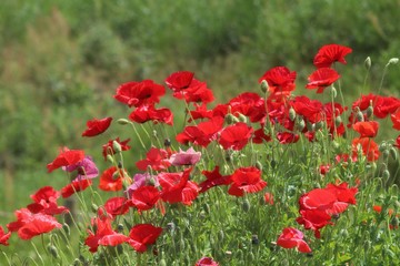 Fototapeta premium 馬見丘陵公園のポピー畑