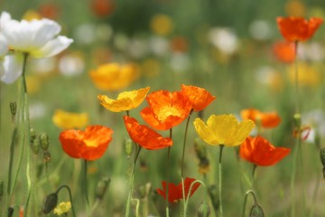 馬見丘陵公園のポピー畑